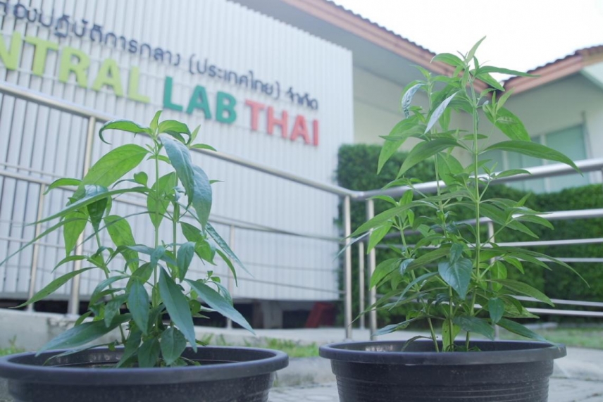 แพทย์แผนไทยฯ-เซ็นทรัลแล็บไทย” เตือนกินฟ้าทะลายโจรผิดวิธีไม่ได้มาตรฐานเสี่ยงอันตรายสูง